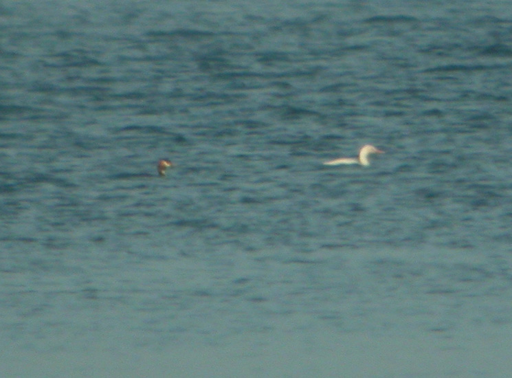 Great Crested Grebe (Podiceps cristatus), Skggdopping