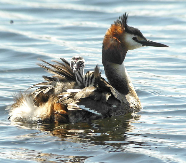 Great Crested Grebe (Podiceps cristatus), Skggdopping