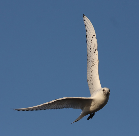 Ivory Gull (Pagophila eburnea), Isms