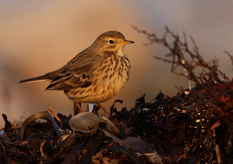 Buff-Bellied Pipit  (Anthus rubescens), Hedpiplrka