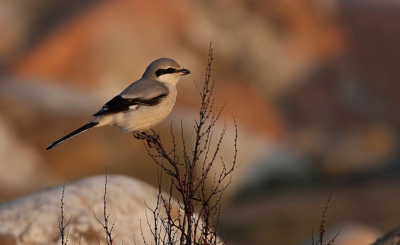 Great Grey Shrike (Lanius excubitor), Varfgel