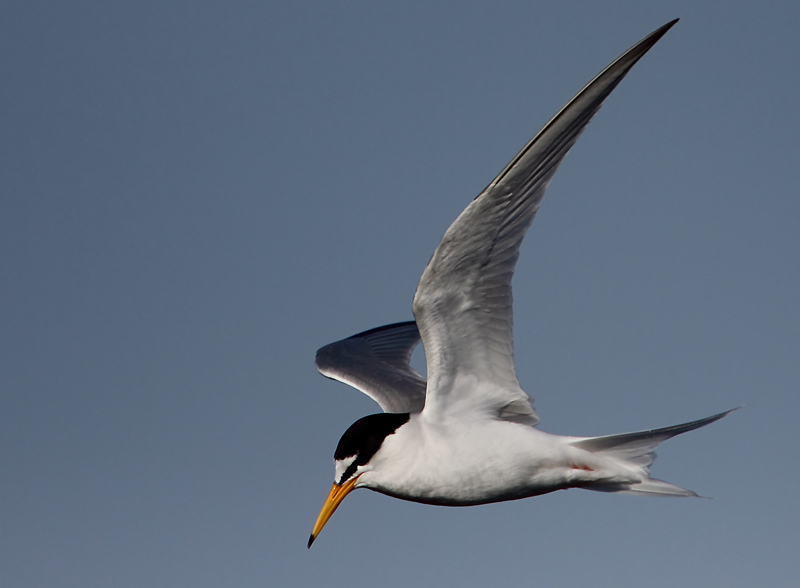 Little Tern (Sterna albifrons), Smtrna