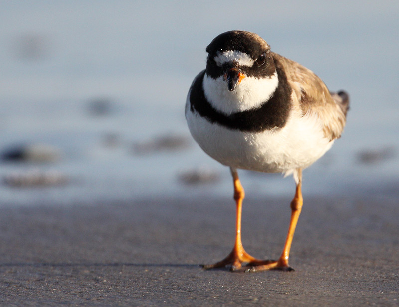 Semipalmated Plover (Charadrius semipalmatus)