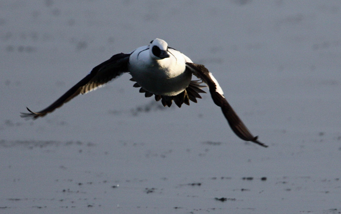 Smew (Mergus albellus), Salskrake
