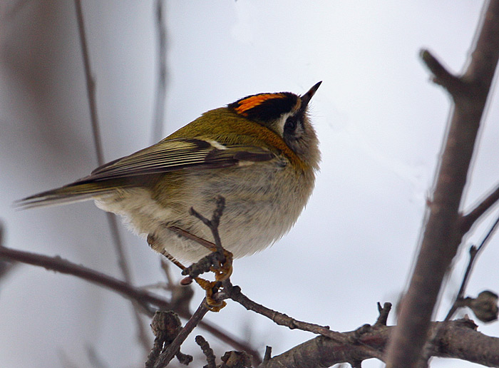Firecrest (Regulus ignicapillus), Brandkronad kungsfgel