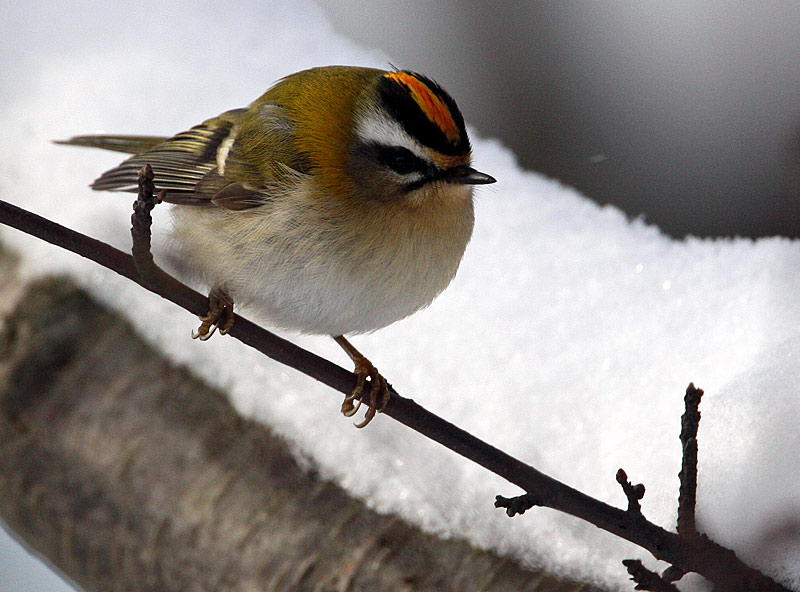 Firecrest (Regulus ignicapillus), Brandkronad kungsfgel
