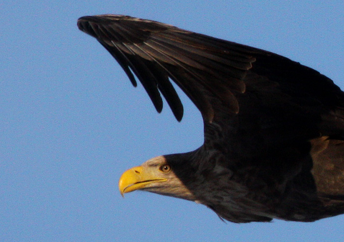 White-tailed Eagle (Haliaetus albicilla), Havsrn