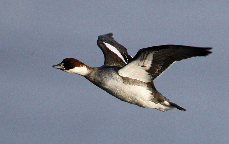 Smew (Mergellus albellus), Salskrake