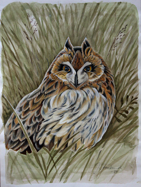 Short-Eared Owl