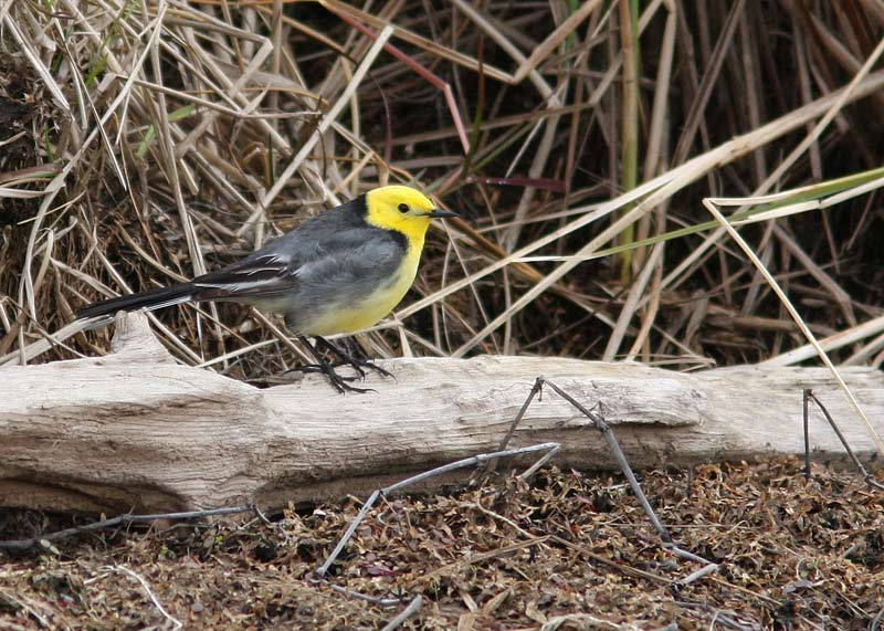 Citrine Wagtail (Motacilla citreola), Citronrla