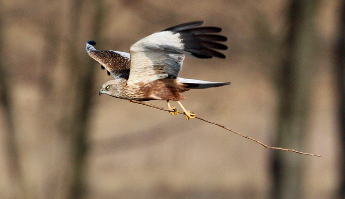 Western Marsh Harrier (Circus aeruginosus)