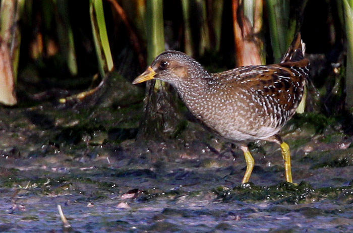 Porzana porzana	Spotted Crake	Smflckig sumphna