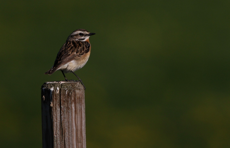 Whinchat	Saxicola rubetra	Buskskvtta