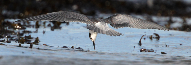 Black Tern (Chlidonias niger), Svarttrna