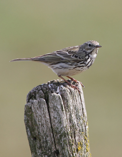 Meadow Pipit (Anthus pratensis), ngspiplrka