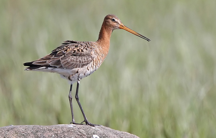 Black-tailed Godwit (Limosa limosa), Rdspov