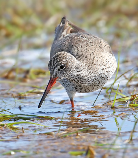 Common Redshank (Tringa totanus), Rdbena
