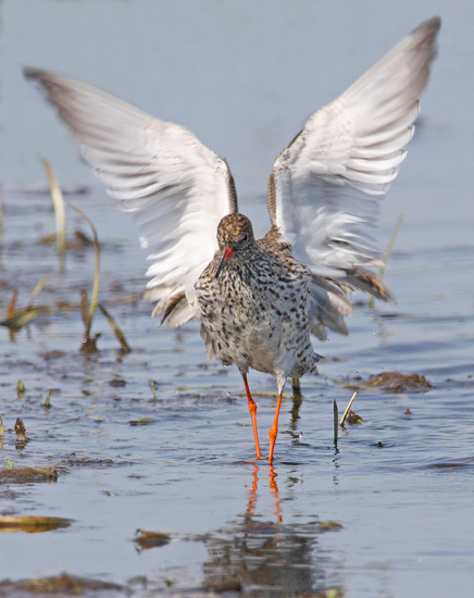 Common Redshank (Tringa totanus), Rdbena