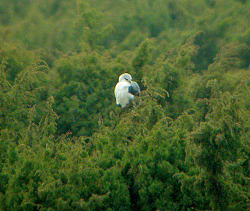 Black-winged Kite (Elanus caeruleus) Svartvingad glada, Balg 2004