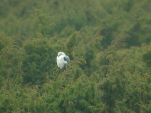 Black-winged Kite (Elanus caeruleus) Svartvingad glada