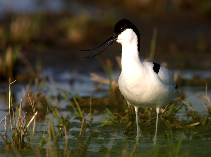 Pied Avocet (Recurvirostra avosetta), Skrflcka