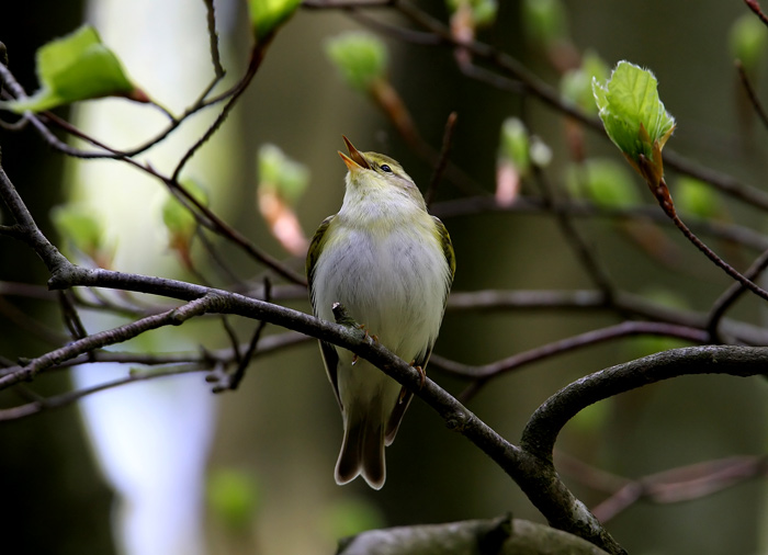 Wood Warbler (Phylloscopus sibilatrix), Grnsngare