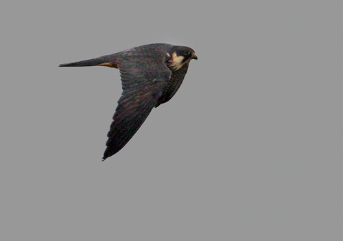 Eurasian Hobby (Falco subbuteo), Lrkfalk