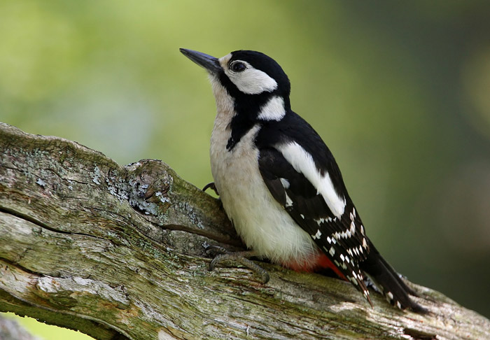 Great Spotted Woodpecker (Dendrocopos major), Strre hackspett