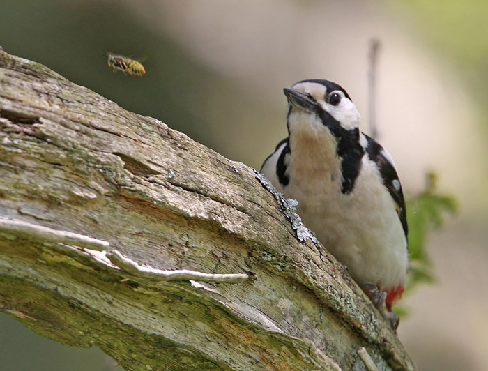 Great Spotted Woodpecker (Dendrocopos major), Strre hackspett