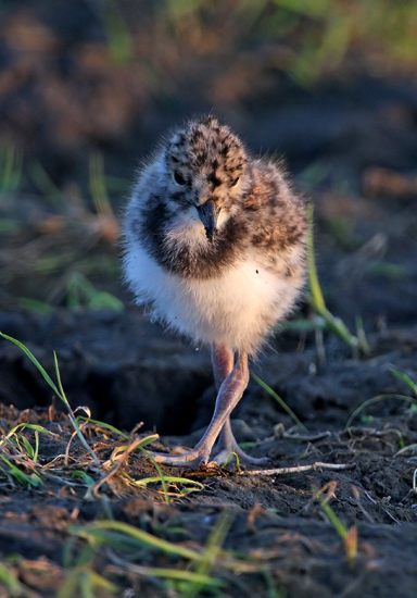Northern Lapwing (Vanellus vanellus), Tofsvipa