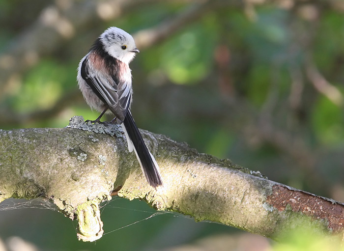 Long-tailed Tit (Aegithalos caudatus), Stjrtmes