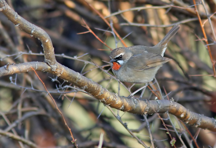 Siberian Rubythroat (Luscinia calliope), Rubinnktergal