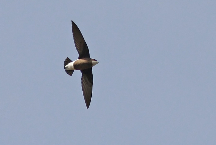 White-throated Needletail (Hirundapus caudacutus), Taggstjrtseglare