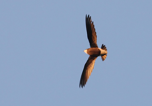 White-throated Needletail (Hirundapus caudacutus), Taggstjrtseglare