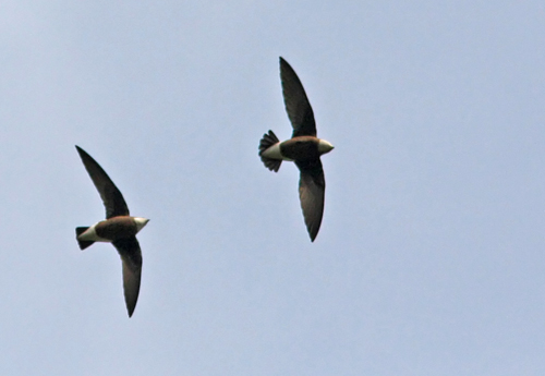 White-throated Needletail (Hirundapus caudacutus), Taggstjrtseglare