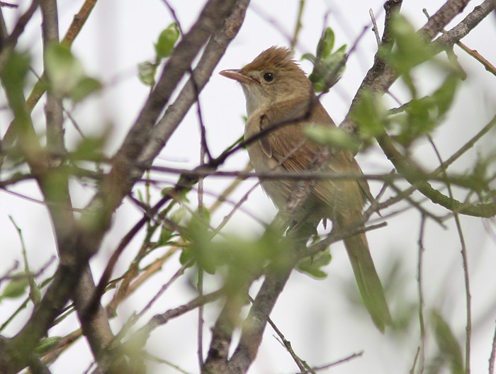 Thick-billed Warbler (Acrocephalus aedon), Tjocknbbad sngare