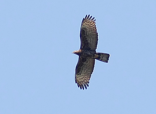 Crested Honey Buzzard (Pernis ptilorhynchus), Tofsbivrk