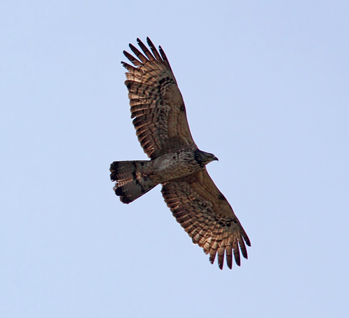 Crested Honey Buzzard (Pernis ptilorhynchus), Tofsbivrk