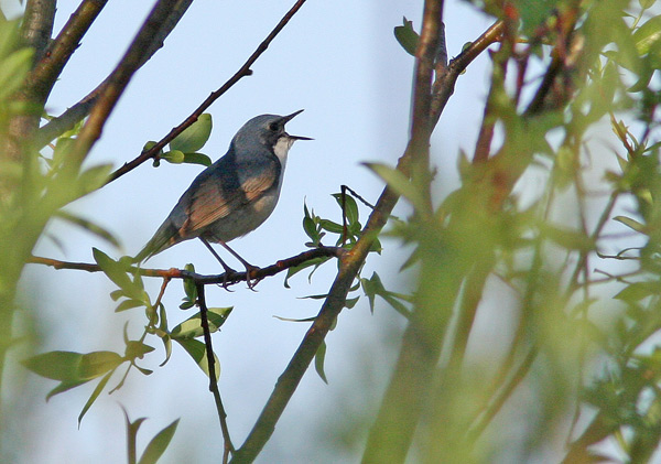 Siberian Blue Robin (Luscinia cyane), Blnktergal