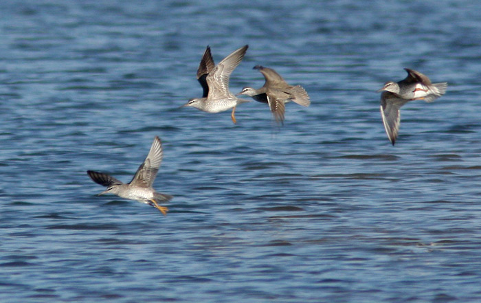 Grey-tailed Tattler (Heteroscelus breviceps), Sibirisk grsnppa