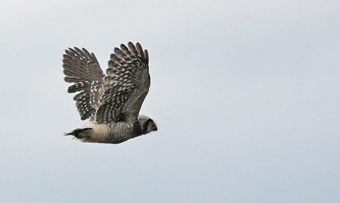 Northern Hawk Owl (Surnia ulula), Hkuggla