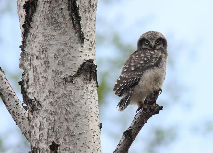 Northern Hawk Owl (Surnia ulula), Hkuggla