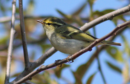 Pallas Leaf Warbler (Phyllscopus protegulus), Kungsfgelsngare