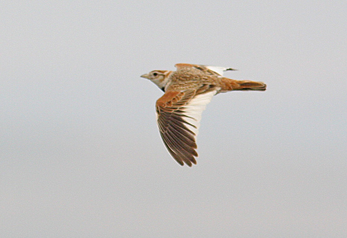 Mongolian Lark (Melanocorypha mongolica), Mongollrka