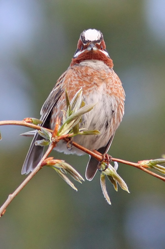 Pine Bunting (Emberiza leucocephalus), Tallsparv