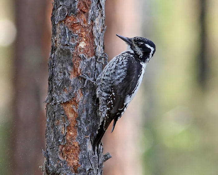 Three-toed Woodpecker (Picoides tridactylus), Tretig hackspett