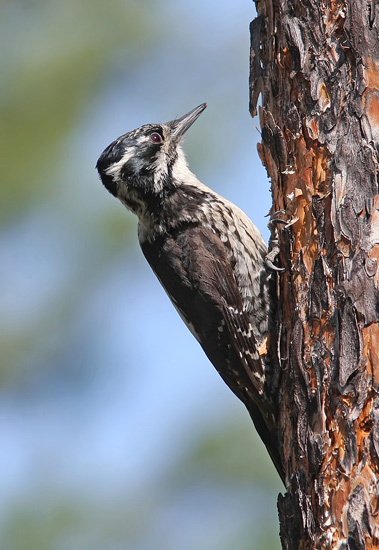 Three-toed Woodpecker (Picoides tridactylus), Tretig hackspett