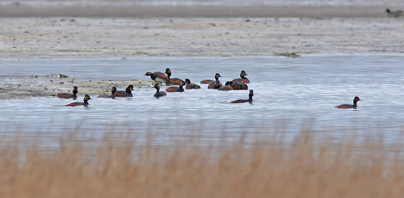 Black-necked grebe (Podiceps nigricollis), Svarthalsad dopping