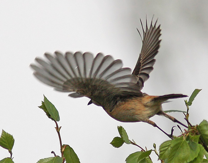 Common Stonechat (Saxicola torquatus maurus), Svarthakad buskskvtta