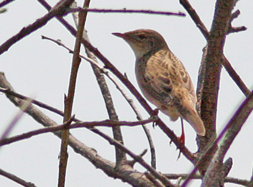 Lanceolated Warbler (Locustella lanceolata), Trsksngare